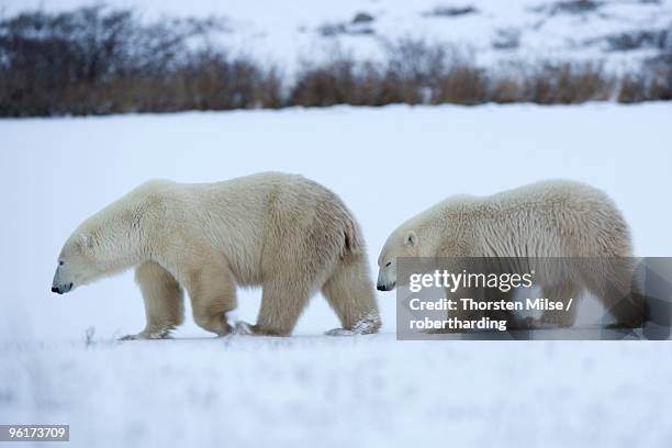 polar bear with cub, ursus maritimus, churchill, manitoba, canada, north america - cape churchill stock pictures, royalty-free photos & images