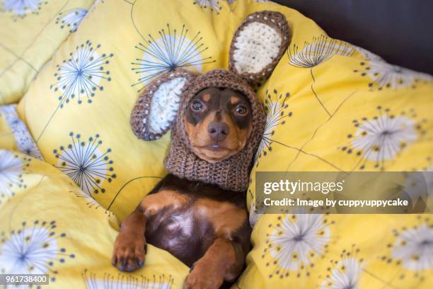 dachshund puppy in a bear hat - bear lying down stock pictures, royalty-free photos & images