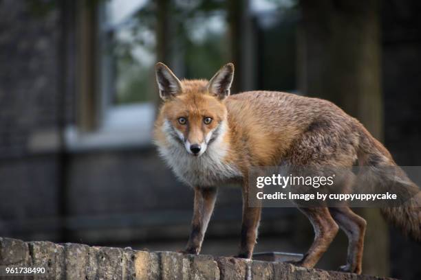 may fox - fox stock pictures, royalty-free photos & images