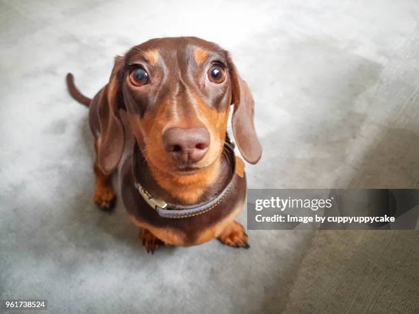pretty eyes - tax bildbanksfoton och bilder