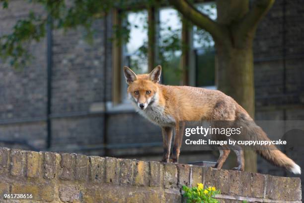 urban fox - vuxen stock-fotos und bilder