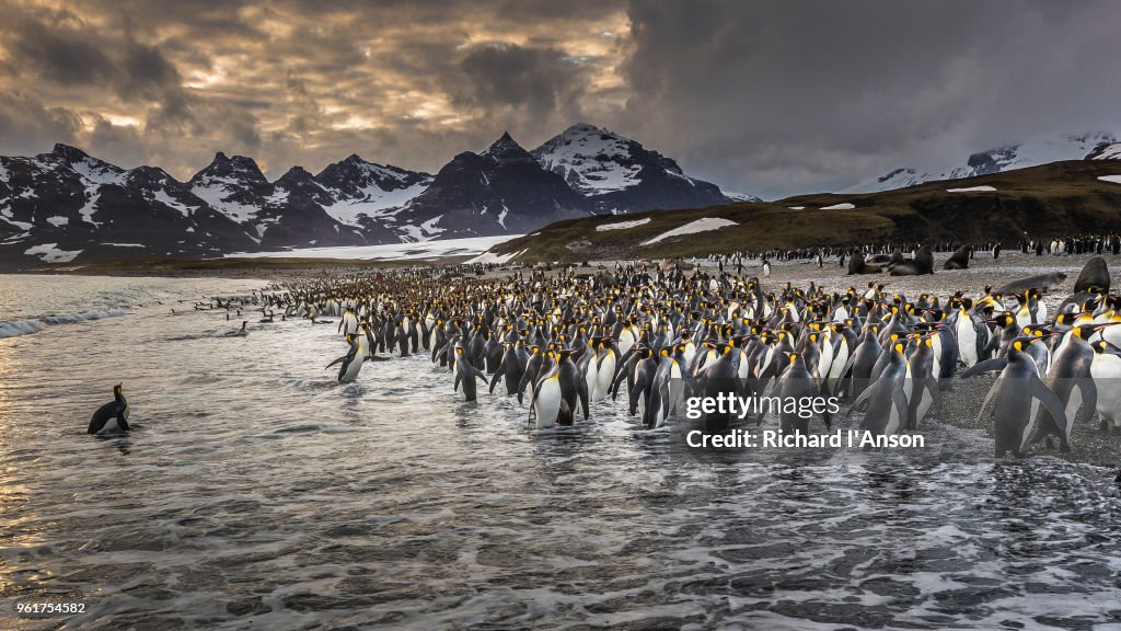 King penguins (Aptenodytes patagonicus) coming ashore at sunrise