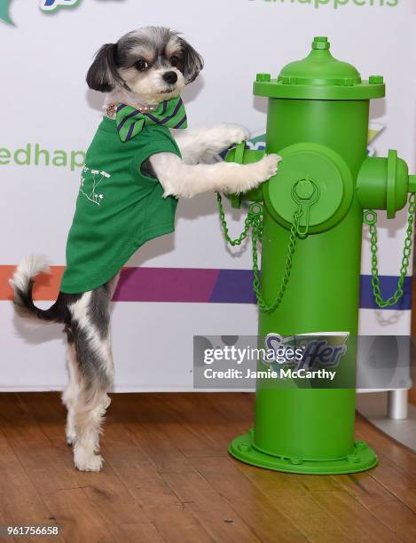 Tinkerbelle the Dog aattends the Kevin Jonas & Danielle Jonas Promote Pet Adoption During National Pet Month at Home Studios on May 23, 2018 in New...