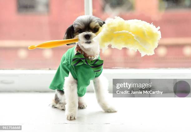 Tinkerbelle the Dog aattends the Kevin Jonas & Danielle Jonas Promote Pet Adoption During National Pet Month at Home Studios on May 23, 2018 in New...