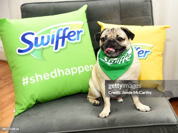 Doug the Pug attends the Kevin Jonas & Danielle Jonas Promote Pet Adoption During National Pet Month at Home Studios on May 23, 2018 in New York City.