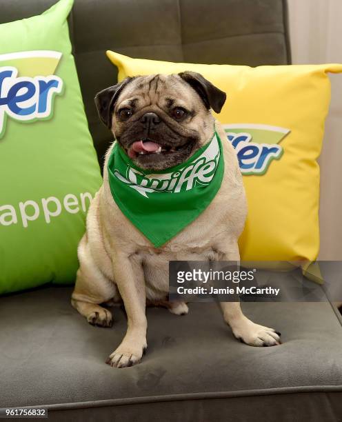Doug the Pug attends the Kevin Jonas & Danielle Jonas Promote Pet Adoption During National Pet Month at Home Studios on May 23, 2018 in New York City.