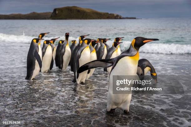 king penguins (aptenodytes patagonicus) on beach - waddling stock pictures, royalty-free photos & images