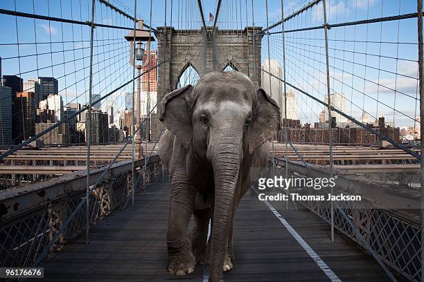 elephant crossing brooklyn bridge - elephant foto e immagini stock