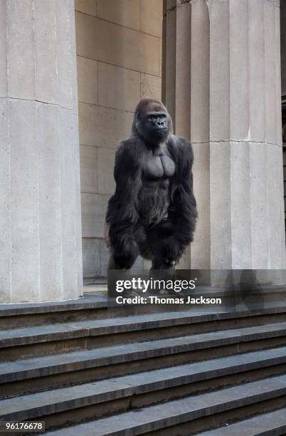 gorilla on steps of building - urban wildlife stock pictures, royalty-free photos & images