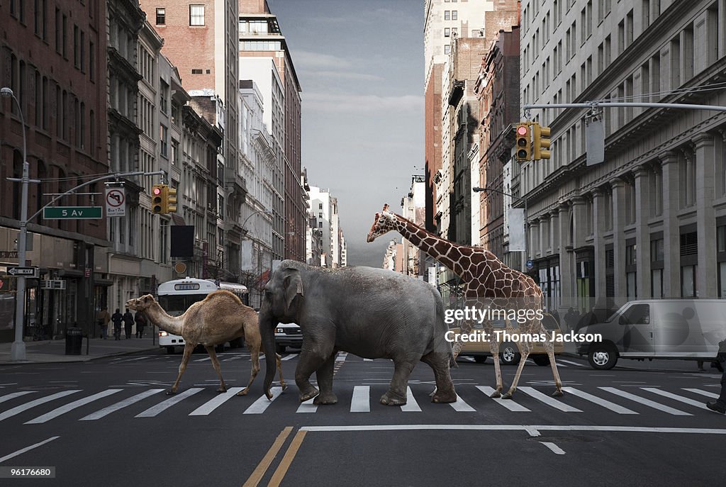 Camel, elephant and giraffe crossing city street