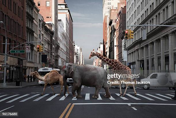camel, elephant and giraffe crossing city street - selvaggio foto e immagini stock