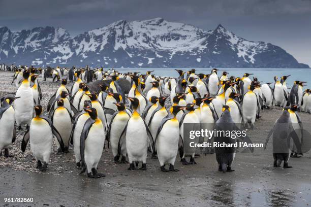 group, or waddle, of king penguins (aptenodytes patagonicus) on beach - waddling stock pictures, royalty-free photos & images