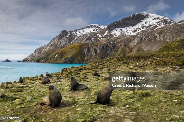 antarctic fur seals (arctocephalus gazella) on hillside - antarctic fur seal stock pictures, royalty-free photos & images