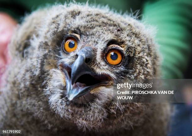 Young wild owl reacts as it is measured, weighed and ringed in a zoo in Arnhem, on May 23, 2018. - The Eagle Owl is the largest owl in Europe. /...