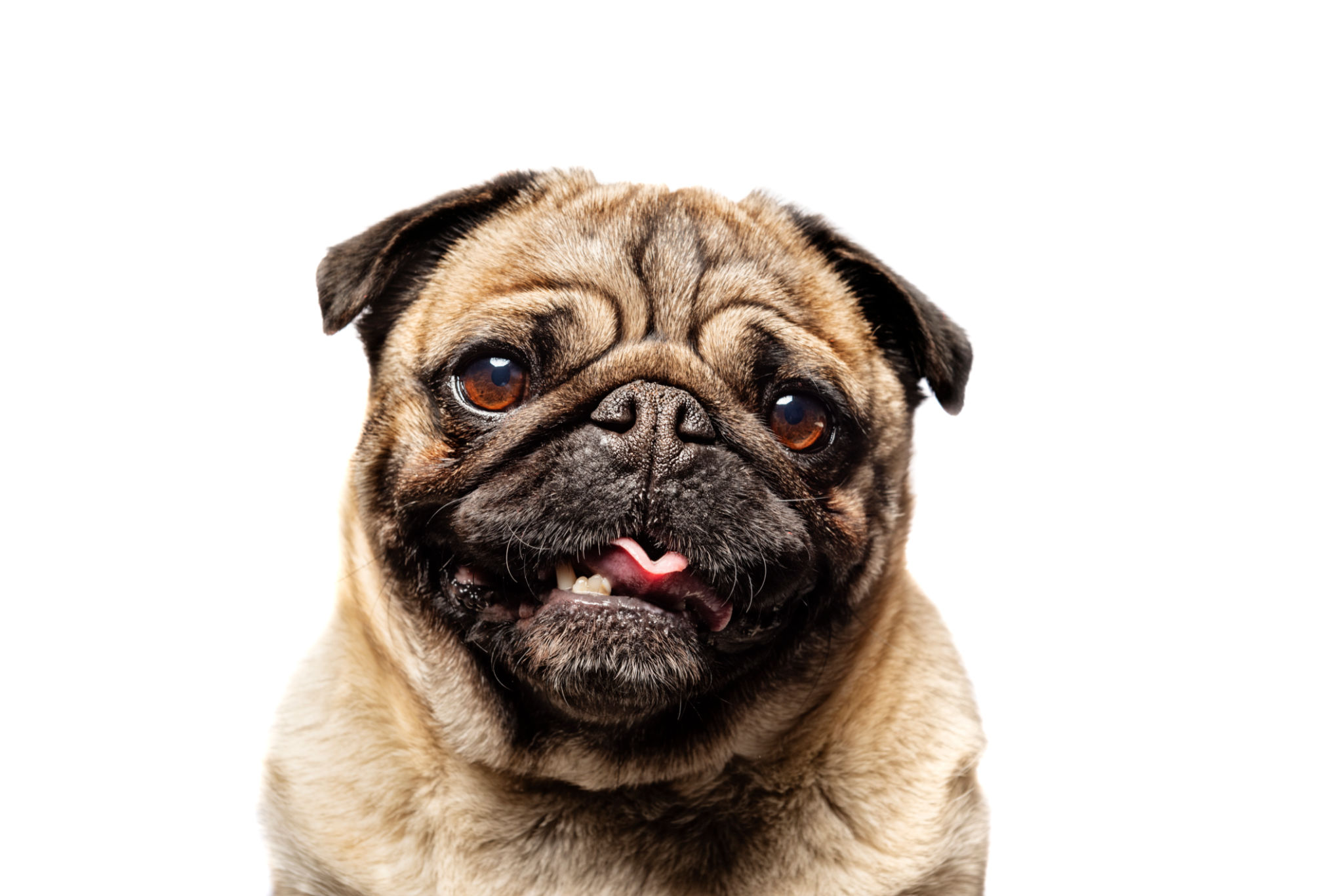 Cute Grumpy Pug Posing For The Camera Cute Grumpy Pug Posing For The Camera