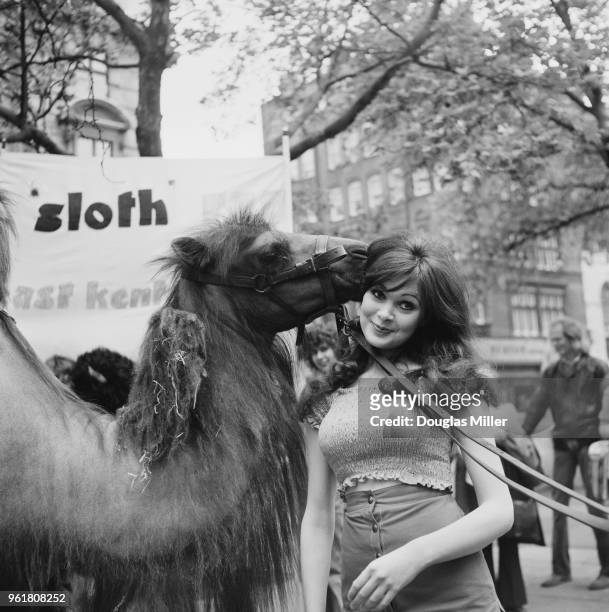 English actress Madeline Smith and Gertie the camel take part in a charity walk in aid of the National Society for Mentally Handicapped Children in...
