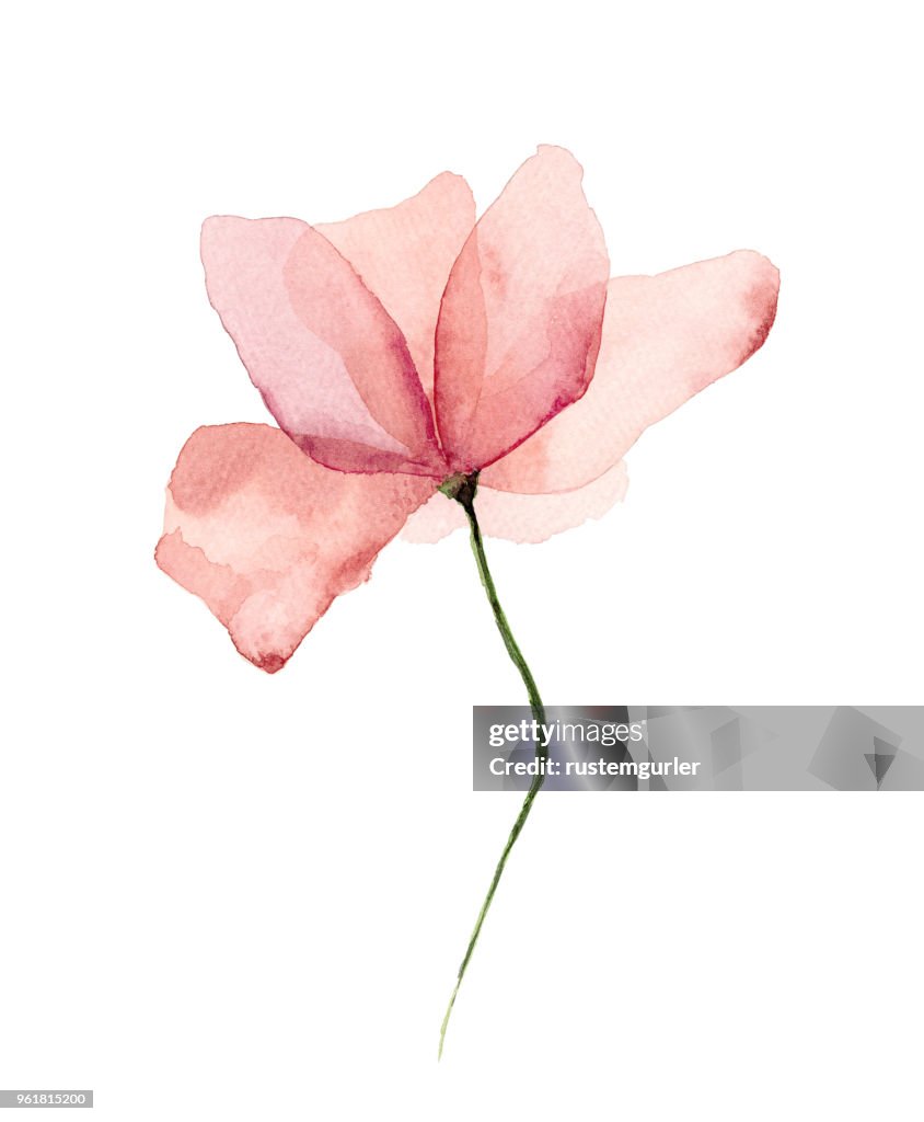 Acquerello Fiore Sfondo Bianco