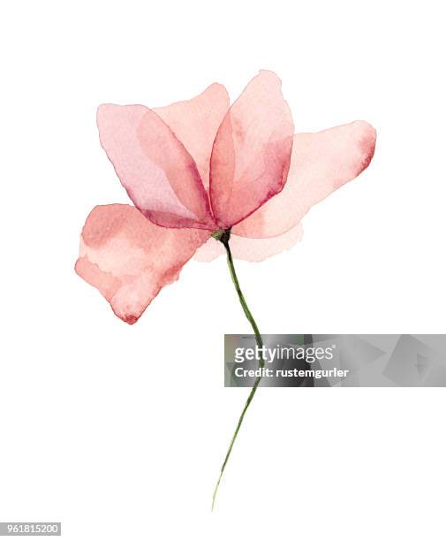 watercolor flower white background - pastel drawing stock illustrations