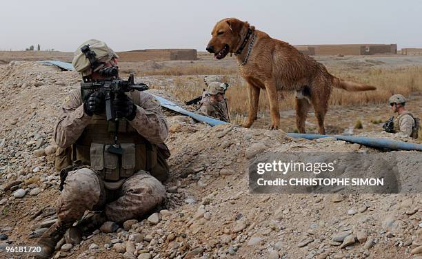 Bomb sniffer dog caporal "Books" watches a US Marine from 1st Battalion, 6th regiment, Charlie company during a patrol around Huskers camp on the...