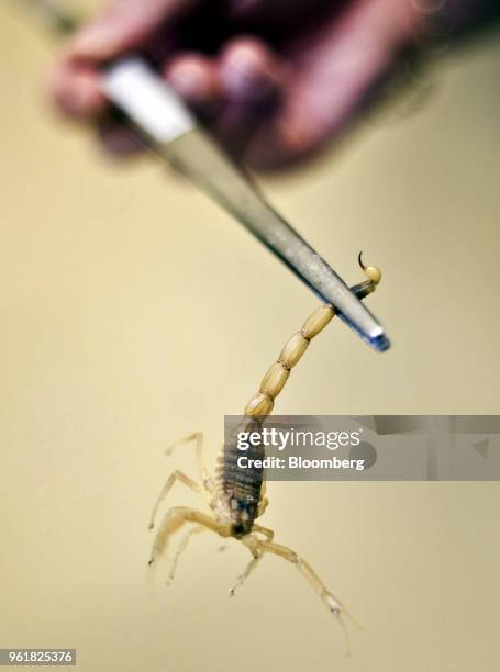 An employee at a laboratory removes a Deathstalker scorpion ahead of extracting the scorpion's venom in France. Photographer: Balint...