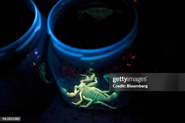 Deathstalker scorpion sits in a jar illuminated by ultraviolet light at the Latoxan SAS laboratory in Valence, France, on Wednesday, Oct. 17, 2012....