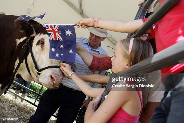 Young girl meets Hank The Bull during the Backyard BBQ as Australia celebrates Australia Day at Hyde Park on January 26, 2010 in Sydney, Australia....