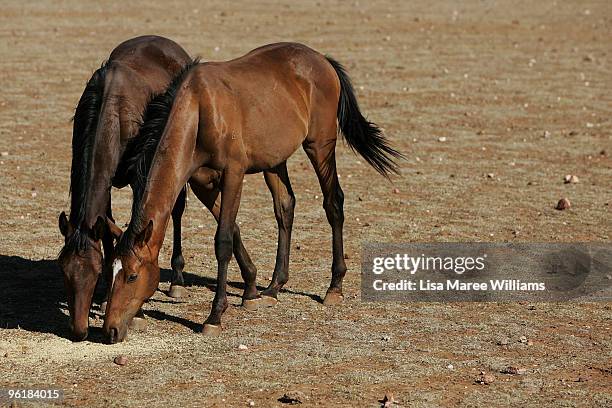 Horses eat grain on a 10,000 acre property owned by the Orr family on January 26, 2010 in Parkes, Australia.The Orr family received 13 inches of rain...