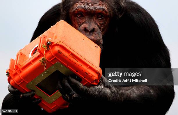 Chimpanzee in the Budongo Trail at Edinburgh Zoo holds a chimp-proof camera on January 26, 2010 in Edinburgh, Scotland. The 11 chimps at the zoo are...