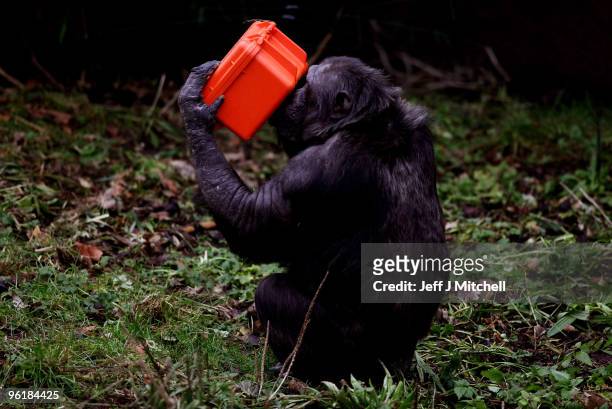 Chimpanzee in the Budongo Trail at Edinburgh Zoo holds a chimp-proof camera on January 26, 2010 in Edinburgh, Scotland. The 11 chimps at the zoo are...
