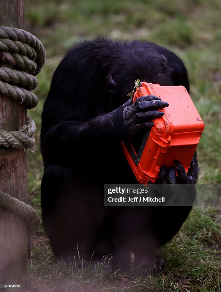 Chimpanzees Take Control Of The Cameras For BBC Documentary