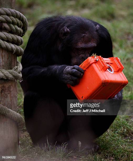 Chimpanzee in the Budongo Trail at Edinburgh Zoo holds a chimp-proof camera on January 26, 2010 in Edinburgh, Scotland. The 11 chimps at the zoo are...