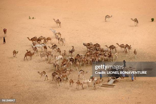 Mauritanians are seen with their camels in the desert near Tenadi during the 9th stage Tabenkrout - Tenadi, Mauritania, of the second edition of the...
