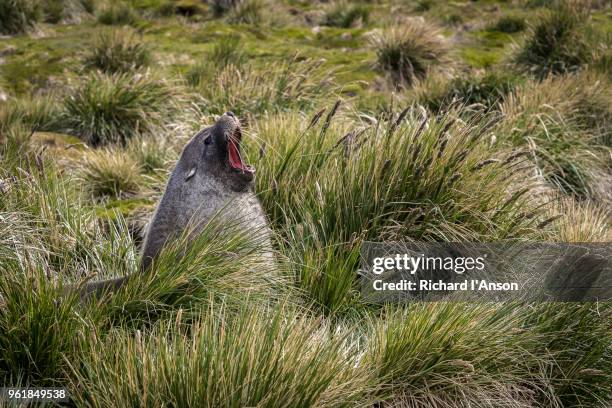 antarctic fur seal (arctocephalus gazella) in tussock grass at hut point - antarctic fur seal stock pictures, royalty-free photos & images