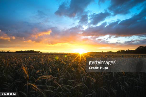 cornfield sunset - skane stock pictures, royalty-free photos & images
