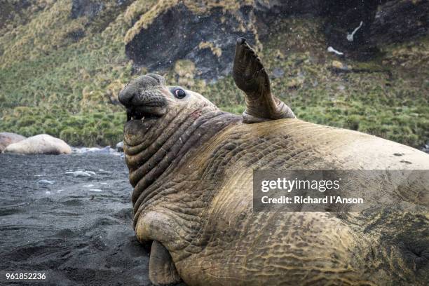 adult male southern elephant seal (m. leonina) on beach - southern elephant seal stock pictures, royalty-free photos & images