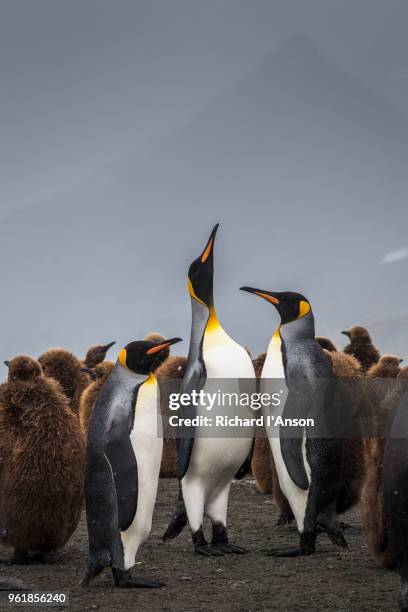 king penguins (aptenodytes patagonicus) in rookery - king penguin stock pictures, royalty-free photos & images