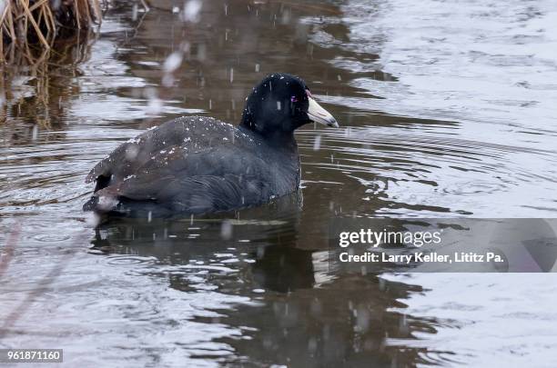 american coot in falling snow - american coot stock pictures, royalty-free photos & images