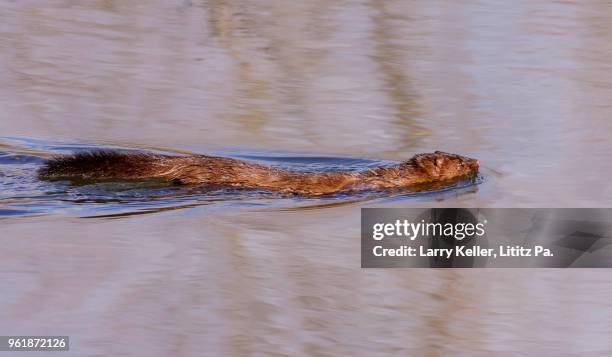 wild mink swimming in a small stream - mink fur stock pictures, royalty-free photos & images