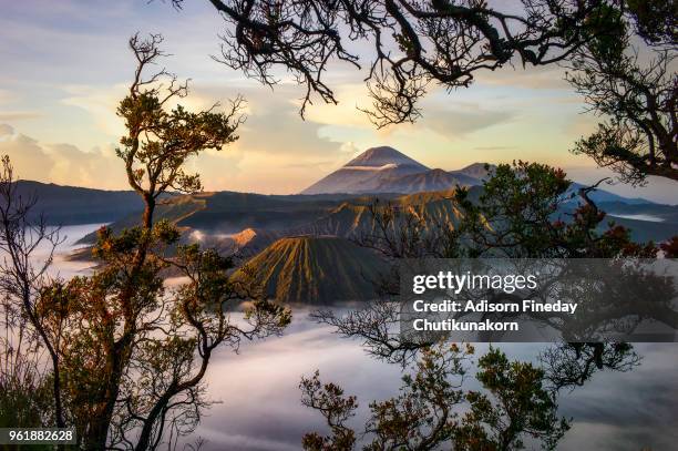 mount bromo volcano (gunung bromo) with tree foreground,indonesia - mount bromo stock pictures, royalty-free photos & images