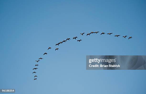 How do birds coordinate their movements? How do birds coordinate their movements?