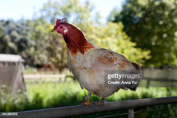 hen on a fence - anna cabana - fotografias e filmes do acervo