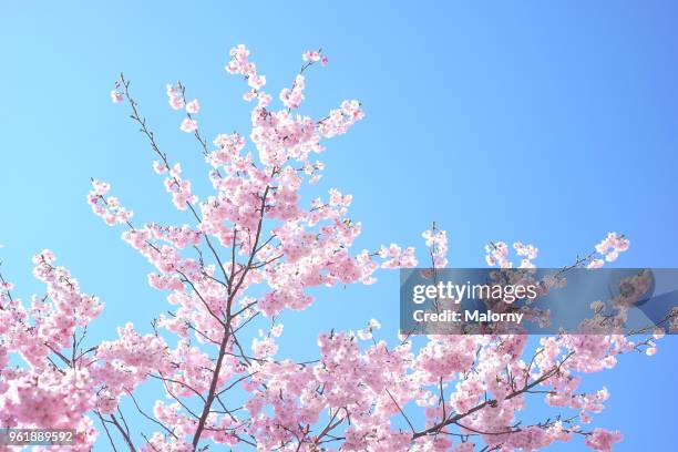 cherry blossoms on flowering cherry tree against clear blue sky. - cherry tree stock pictures, royalty-free photos & images