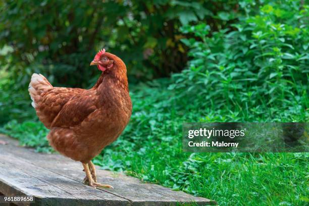 brown rooster standing on wooden planks outdoors in the green. - hen stock pictures, royalty-free photos & images