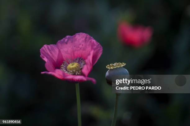 View of an illegal poppy field, in Heliodoro Castillo, Guerrero state, Mexico, on March 25, 2018. - In the mountains of Guerrero, hundreds of...