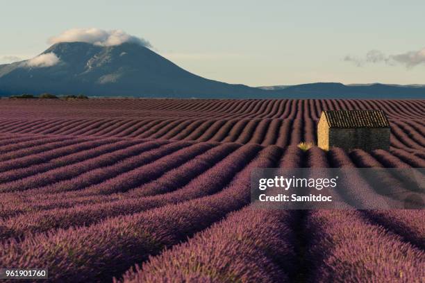 blooming fields of lavender on the valensole plateau in the provence in southern france. - plateau de valensole fotografías e imágenes de stock