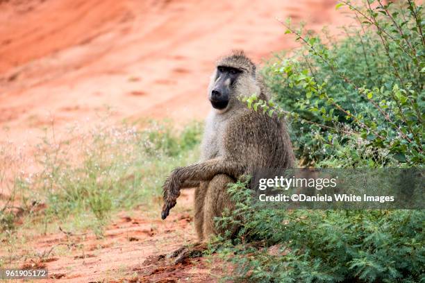 baboon - omnivorous stock pictures, royalty-free photos & images