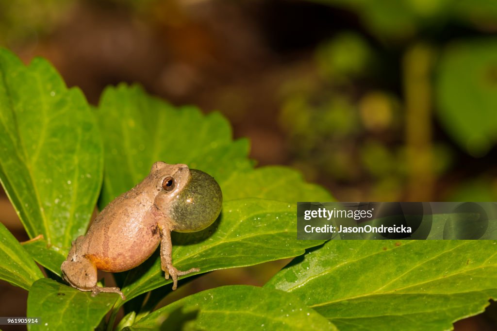 Northern Spring Peeper High-Res Stock Photo - Getty Images