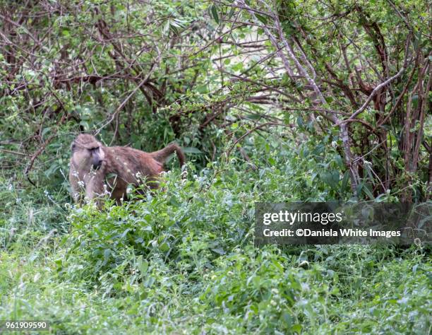 baboon - omnivorous stock pictures, royalty-free photos & images