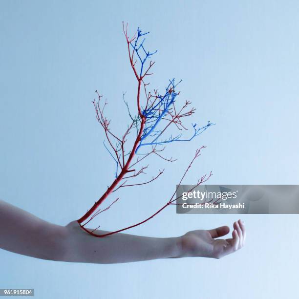 blood vessels growing from the body - 人体実験 ストックフォトと画像