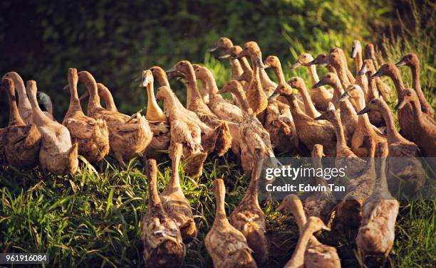 ducks walk in a row from the river back to farmhouse during sunset - birds indonesia stock pictures, royalty-free photos & images